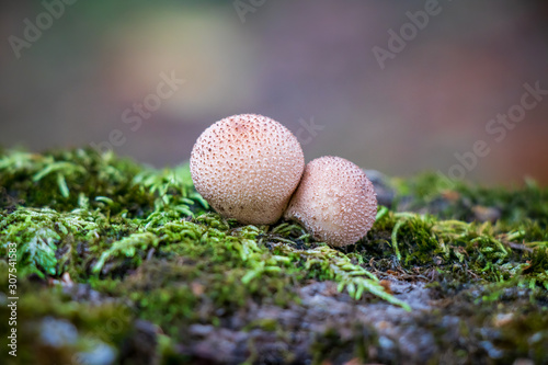 Pear-shaped puffballs (Lycoperdon pyriforme) growing from a moss-covered log
