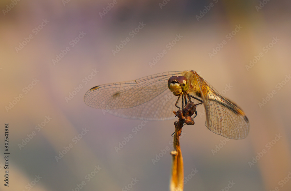 A close up of the face of an orange dragonfly balancing on a withered branch. A close up of the face of an orange dragonfly balancing on a withered branch.