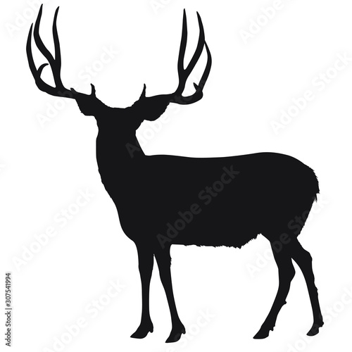 Vector silhouette of large mule deer buck.