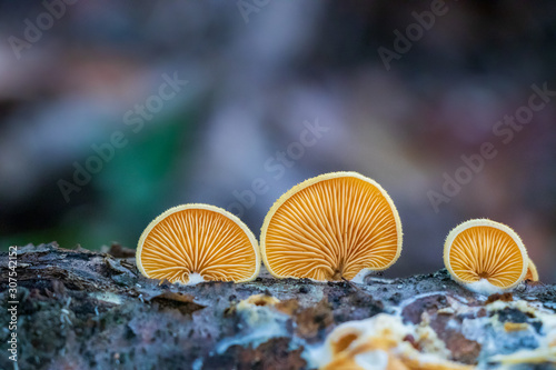 Bright orange mock oyster mushrooms (Phyllotopsis nidulans) growing on a log 