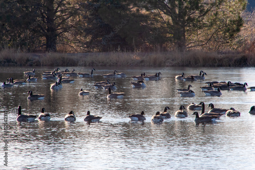 Fototapeta premium geese on pond