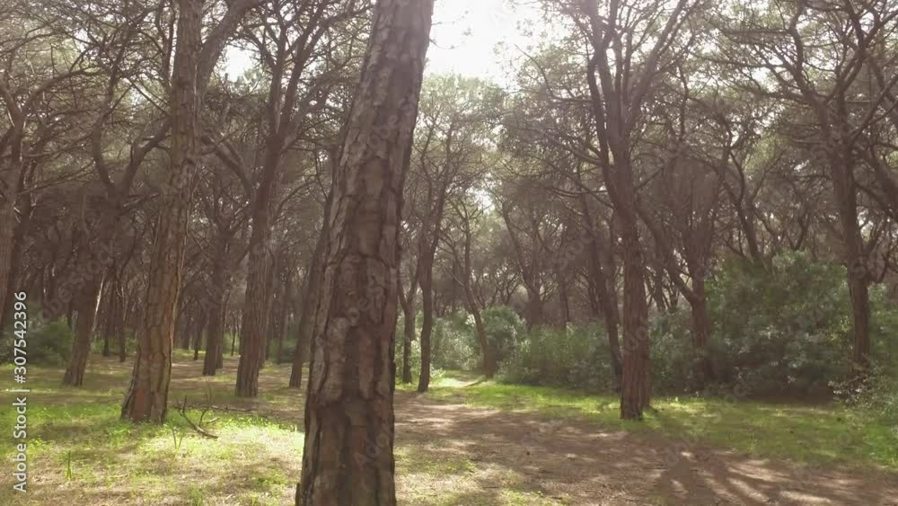 beautiful pinewood forest steady shot 4k beautiful pinewood forest steady shot 4k