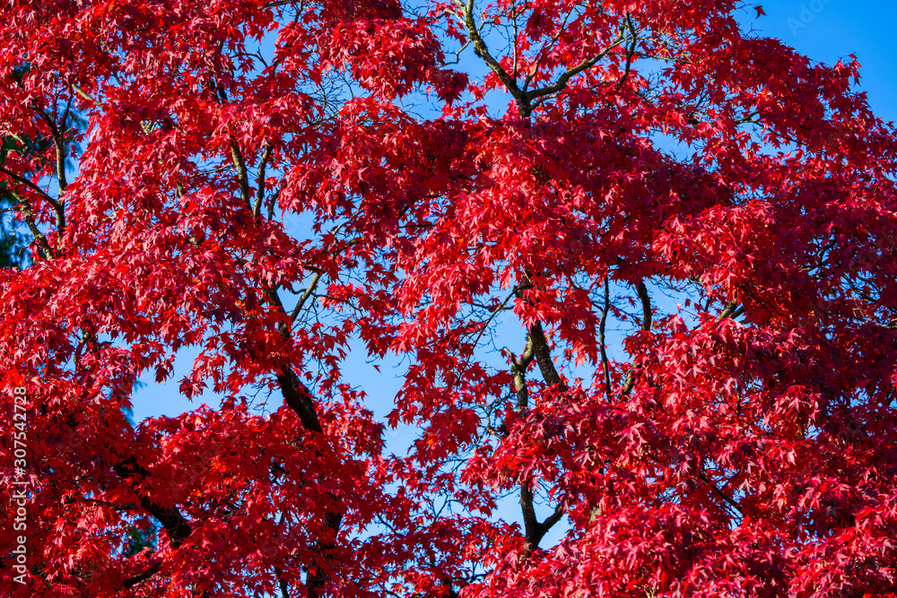 Detail of Japanese Maple Tree leaf on sunny day in autumn season Detail of Japanese Maple Tree leaf on sunny day in autumn season