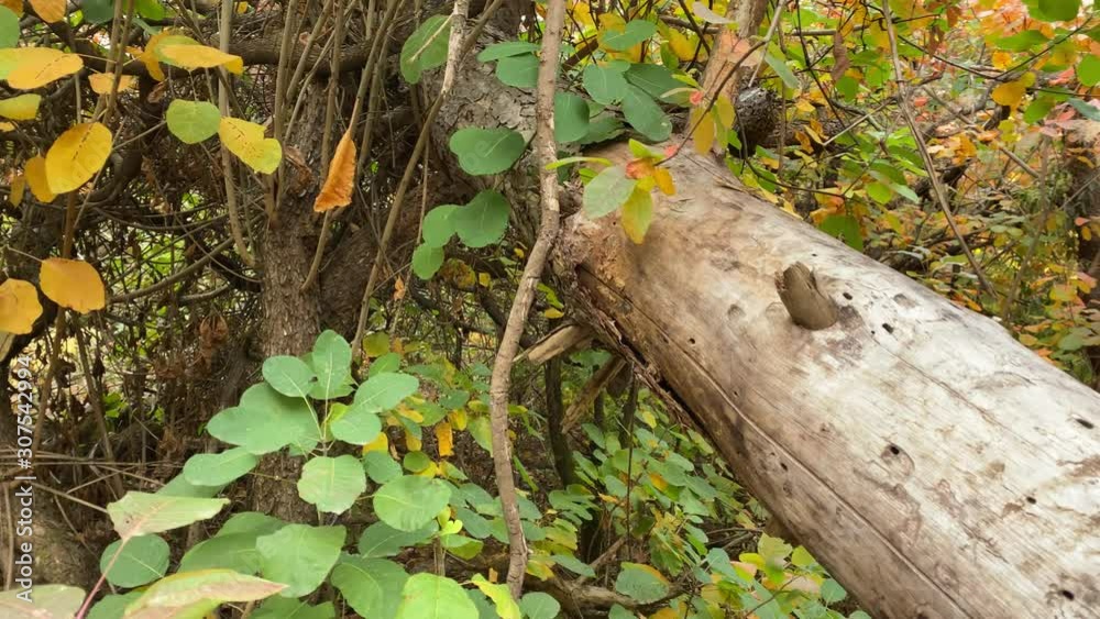 Fallen tree trunk on trail in autumn forest. Trees with colorful red yellow autumn leaves. Crimea, Russia. Fallen tree trunk on trail in autumn forest. Trees with colorful red yellow autumn leaves. Crimea, Russia.