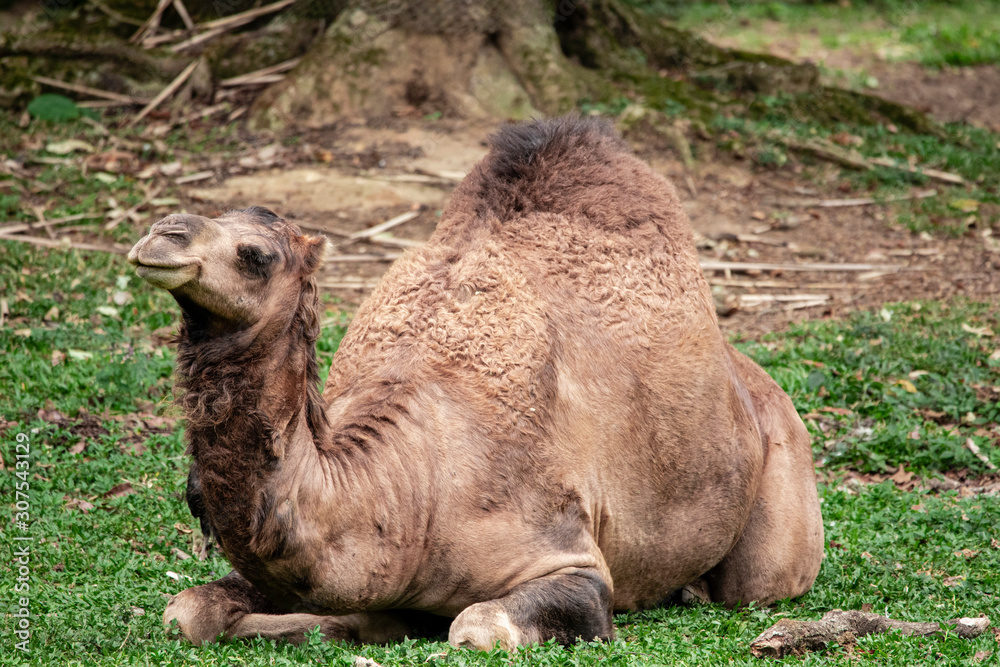 Camel lying down trying to sleep and the vultures wanting to eat him. Stock  Photo | Adobe Stock