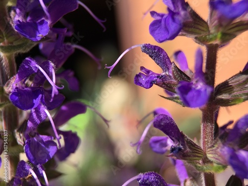 Fototapeta Naklejka Na Ścianę i Meble -  Purple salvia flower blossom in garden