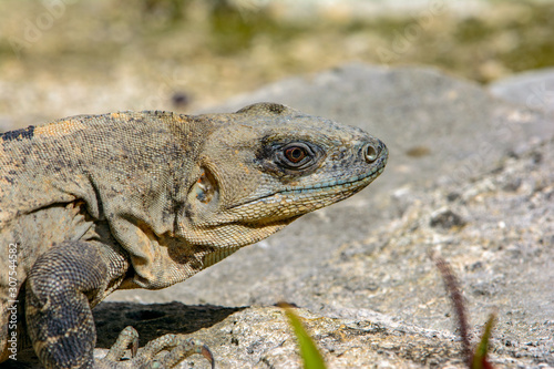 Black spiny-tailed Iquana  Ctenosaura similis   female sunning on a rock