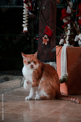 Cat Bathing Outside