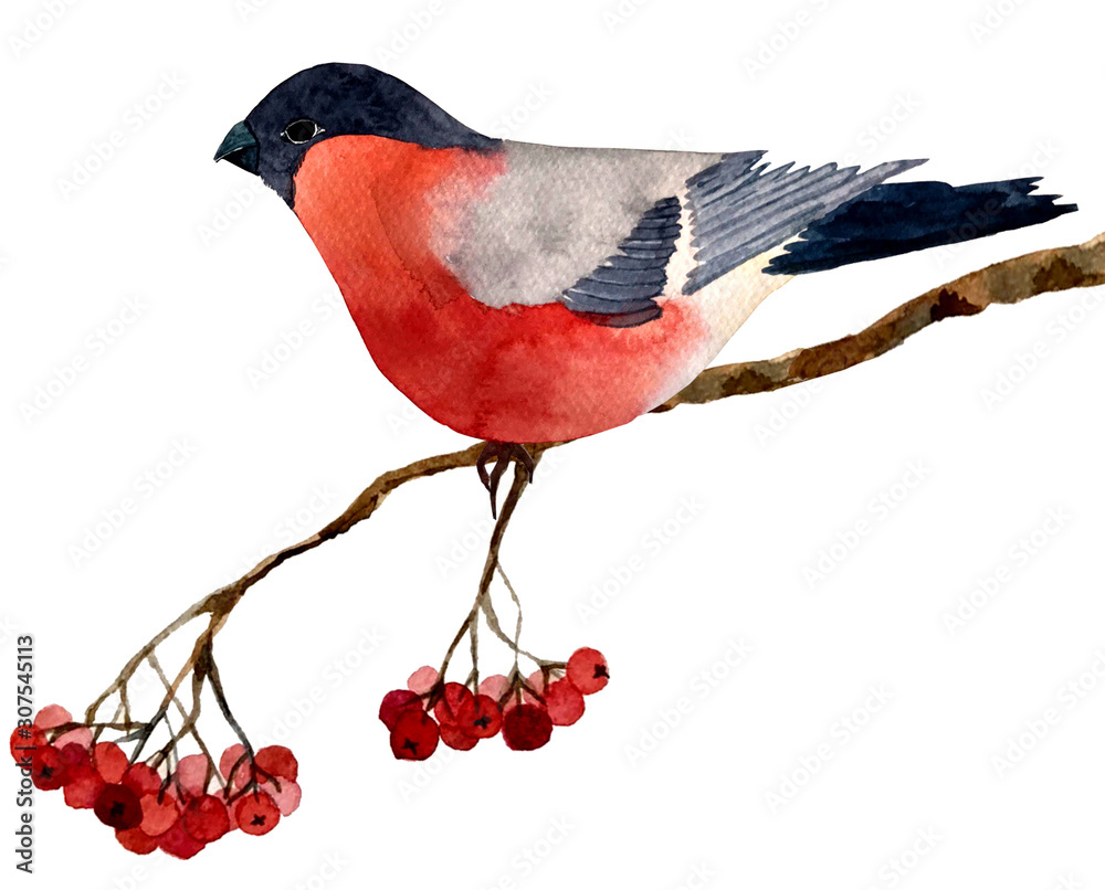 Fototapeta premium illustration bullfinch on a branch of mountain ash