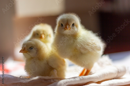 family of chicks