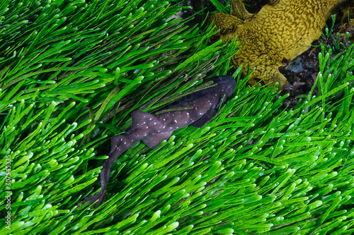 Tiny blind shark (Brachaelurus waddi) is hiding in seeweed