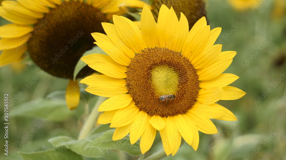 sunflower and bee III