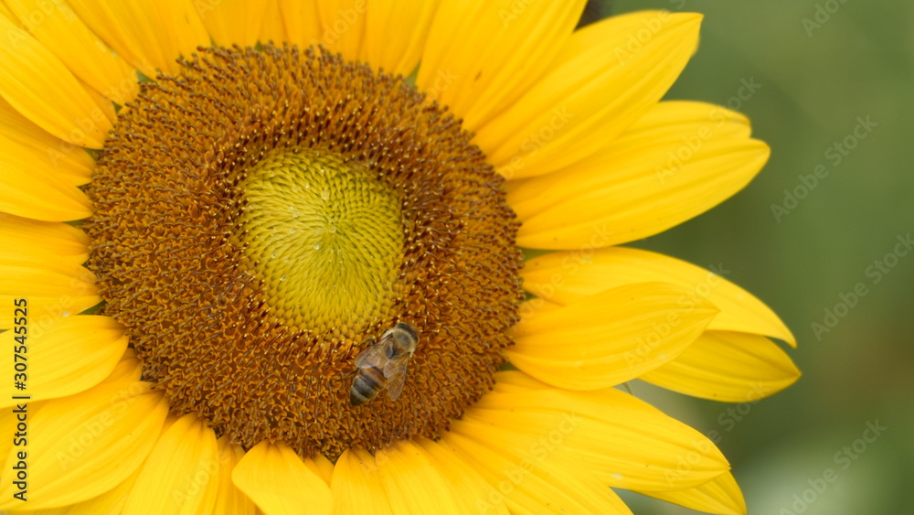 closeup of sunflower and honey bee closeup of sunflower and honey bee