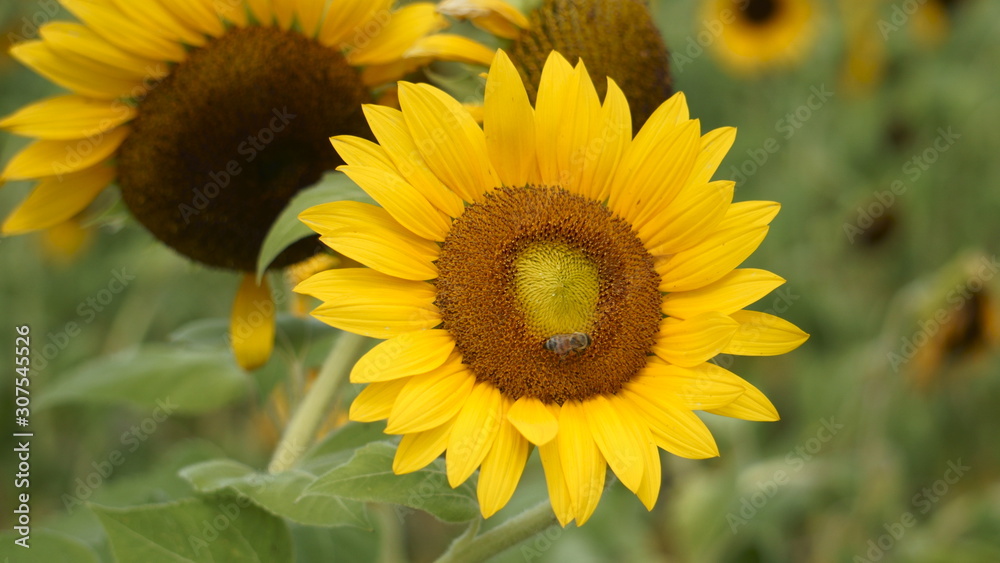 sunflower and bee II