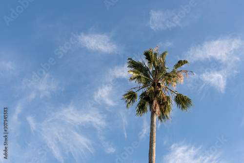 The blue sky and the lonely palm tree
