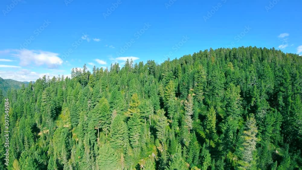 The drone flies up over a coniferous forest in the mountains. Aerial view, 4K The drone flies up over a coniferous forest in the mountains. Aerial view, 4K