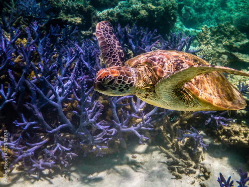 Lovely Green Sea Turtle passing by some coral at The Drift in Turquoise Bay, Ningaloo Marine Park, Western Australia, Australia photo