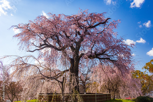 Giant weeping cherry tree in Maruyama Park, Kyoto.
