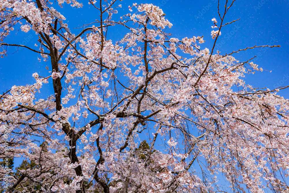 Cherry blossoms at Daigoji Temple in Kyoto Cherry blossoms at Daigoji Temple in Kyoto