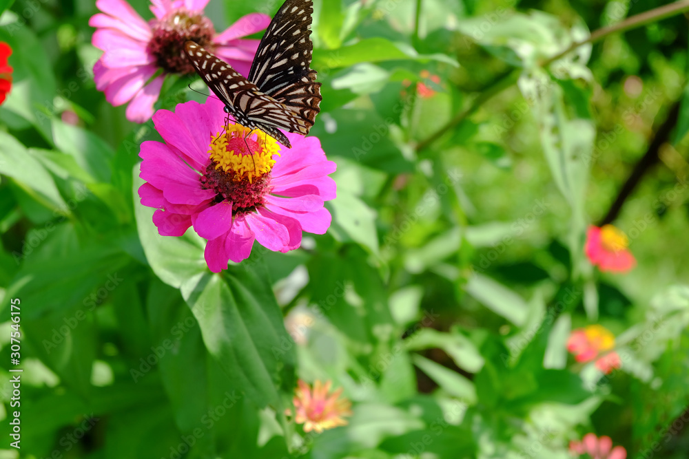 Beautiful butterflies on zinnia flowers in the garden.