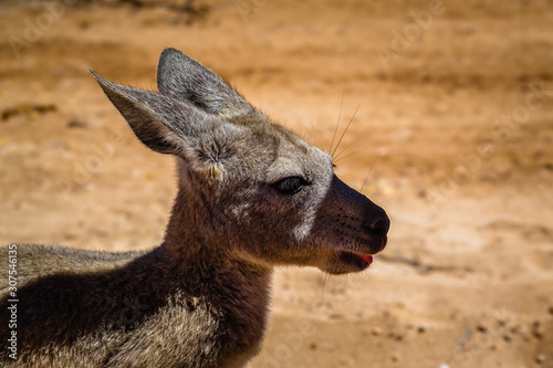 Baby Kangaroo looking for some shade at Pilgramunna Beach, Ningaloo Marine Park, Western Australia, Australia photo