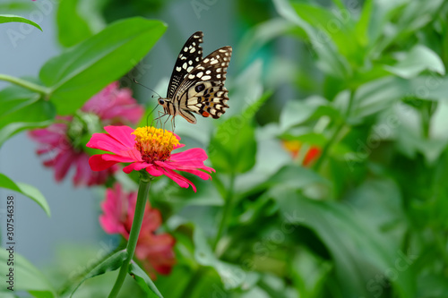 Beautiful butterflies on zinnia flowers in the garden.