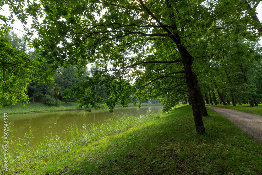 fabulous views and landscapes of Russian nature with trees