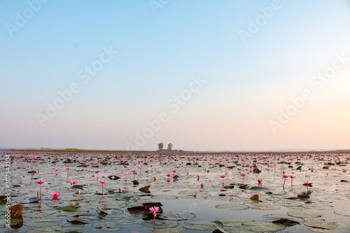The sea of red lotus or Talay Bua Daeng at Nong Han Lake national park, Udon Thani, Thailand.