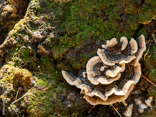 Mushroom Fungi Autumn
