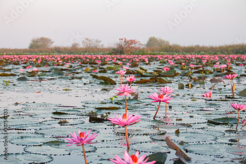 The sea of red lotus or Talay Bua Daeng at Nong Han Lake national park, Udon Thani, Thailand.