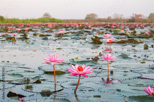 The sea of red lotus or Talay Bua Daeng at Nong Han Lake national park, Udon Thani, Thailand.