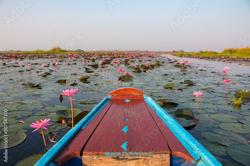 The sea of red lotus or Talay Bua Daeng at Nong Han Lake national park, Udon Thani, Thailand. photo