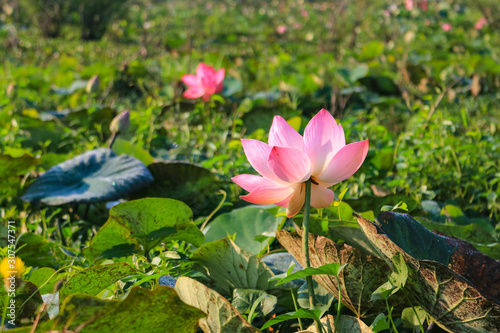 The sea of red lotus or Talay Bua Daeng at Nong Han Lake national park, Udon Thani, Thailand.