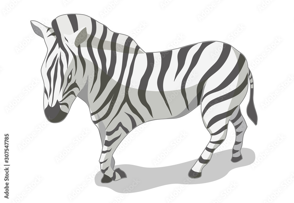 Obraz premium Isometric zebra vector illustration with white background.