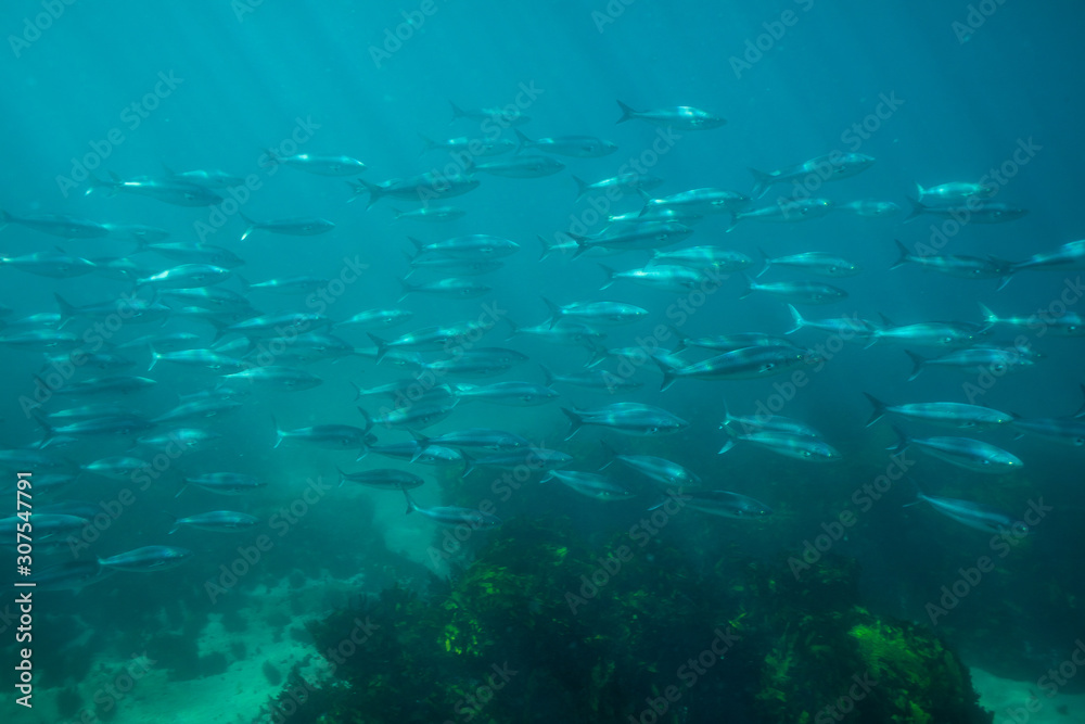 Fototapeta premium School of Australian Salmon (Arripis trutta) in the ocean