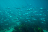 School of Australian Salmon (Arripis trutta) in the ocean