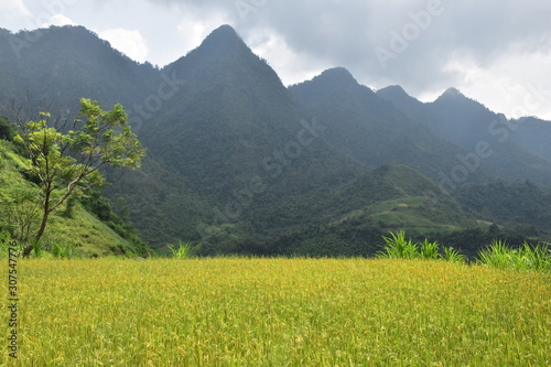 Tree in a rice field surrounded by mountains