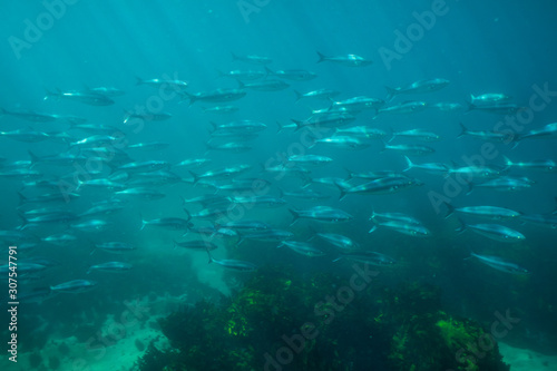 School of Australian Salmon (Arripis trutta) in the ocean photo