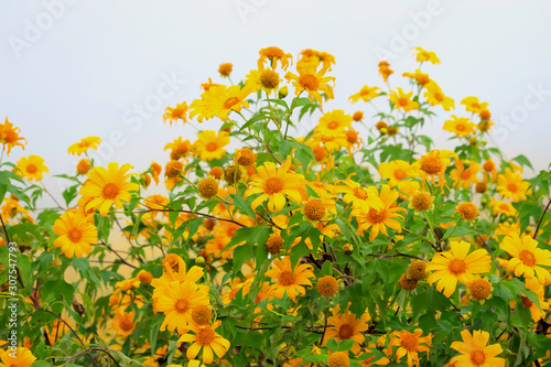 Tung Bua Tong  yellow Mexican sunflower field on mountain hill with mist fog in morning  beautiful famous tourist attractive landscape on November of Doi Mae U Kho  Khun Yuam  Mae Hong Son  Thailand