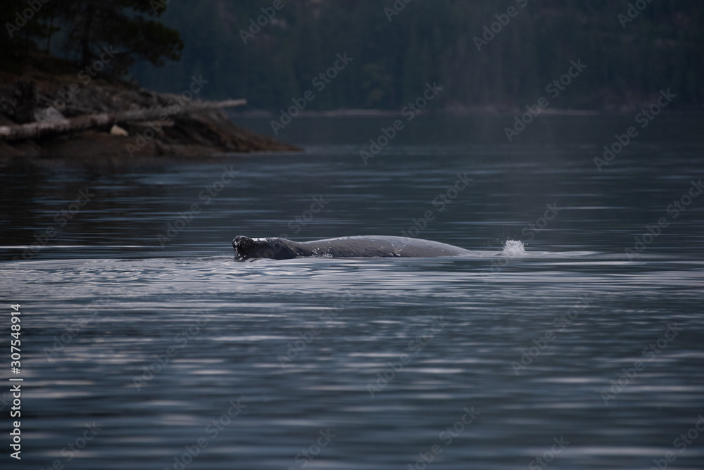 Obraz premium Humpback Whale