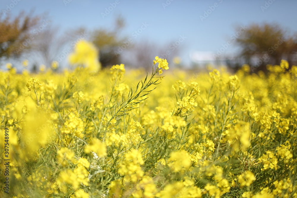 菜の花畑