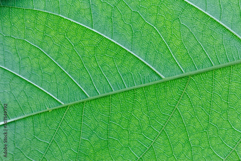 Abstract Green leaf texture background ,leaves of Quisqualis indica Tree Abstract Green leaf texture background ,leaves of Quisqualis indica Tree