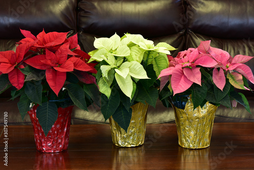 Three Christmas poinsettia in red,white and pink