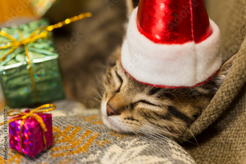 子猫 クリスマス
