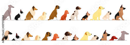 Photography set of  side view large and small dogs border
