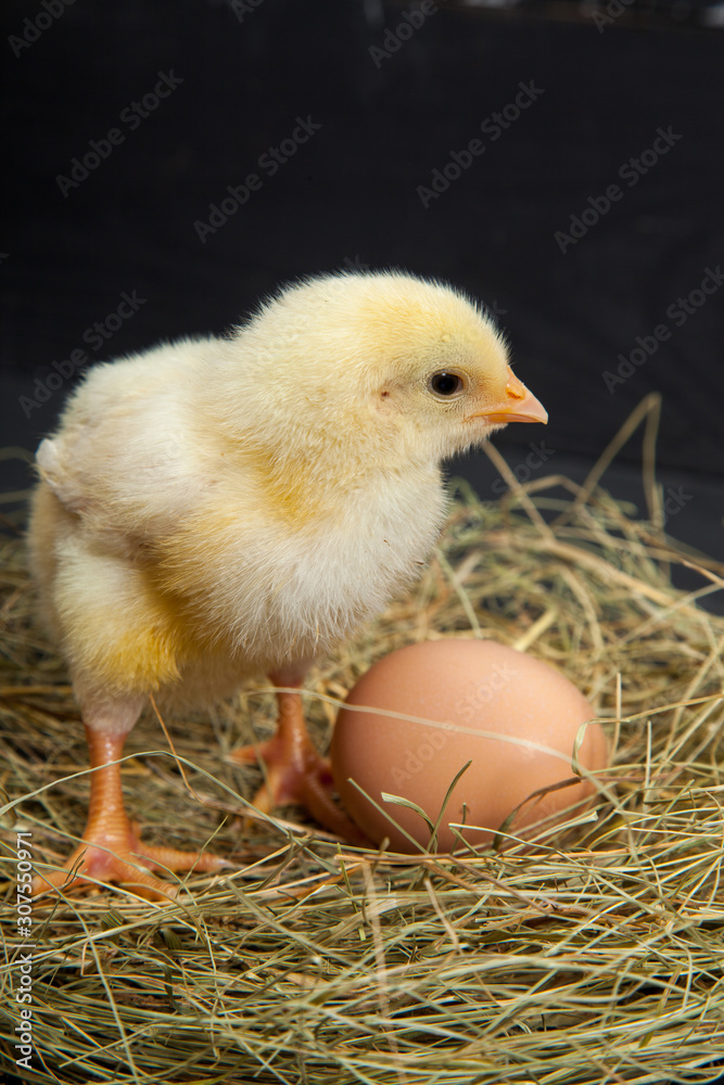 lively little chickens and eggs, hay on a black wooden background