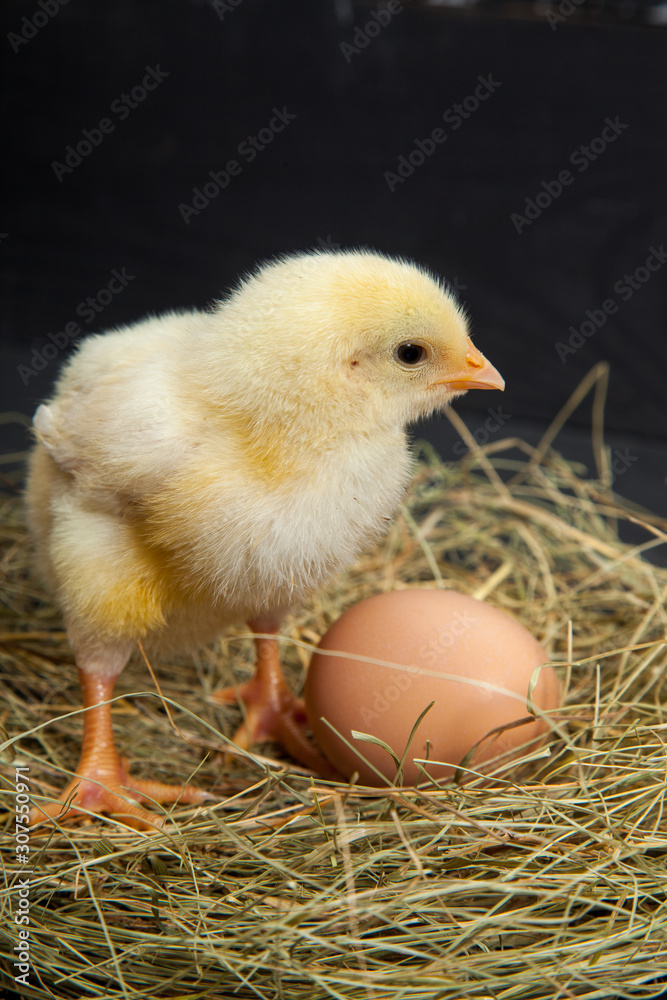 lively little chickens and eggs, hay on a black wooden background lively little chickens and eggs, hay on a black wooden background