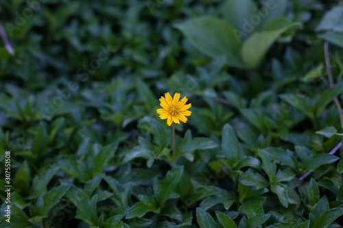 yellow flower on green blackground
