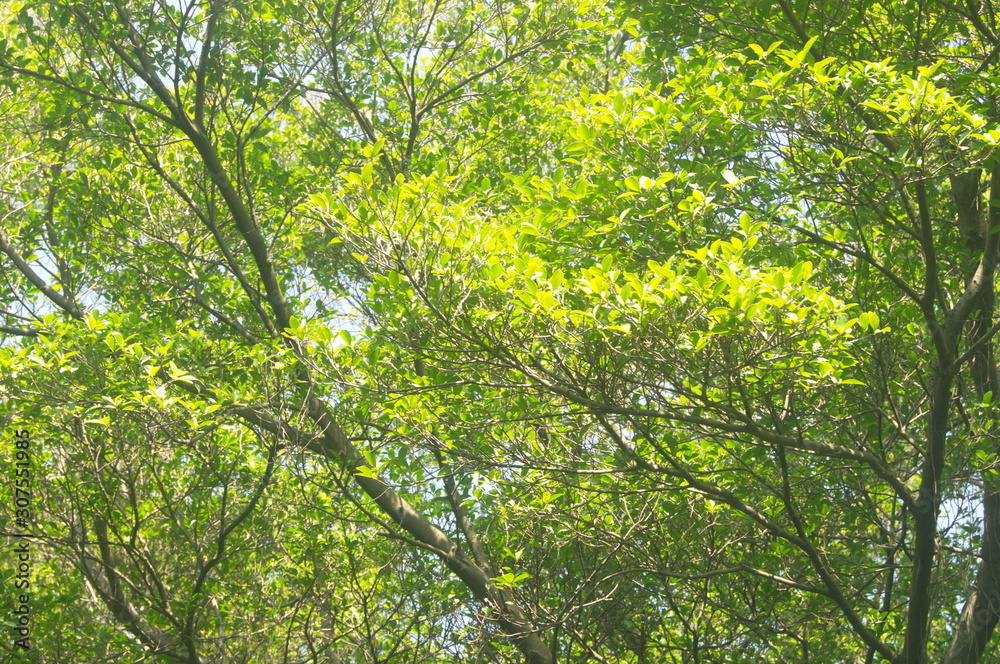 The green foliage of the trees