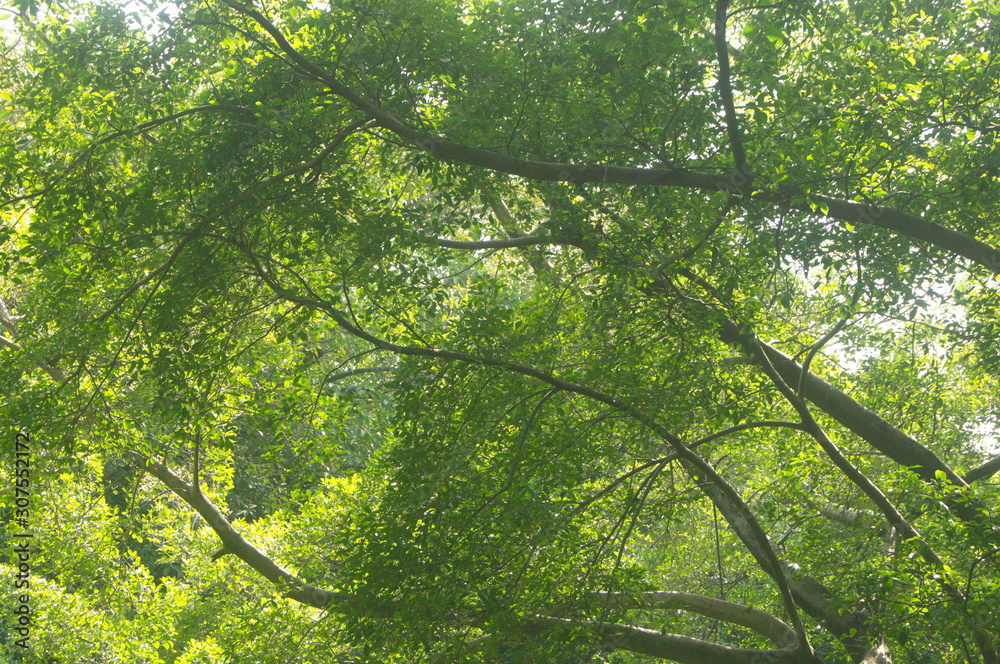 The green foliage of the trees